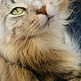 Dash joined the competition — help win amazing prizes! animal, cat, close_up, cute, denim, detail, domestic_cat, face, feline, fluffy, fur, green_eyes, indoor, mammal, pet, portrait, relaxed, resting, soft_texture, whiskers