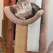 Dash is registered to the contest to win money with this photo: animal, carpet, cat, cat_tree, cozy, curious, ears, feline, floor, fur, home, indoor, looking_at_camera, perch, pet, relaxed, scratching_post, tabby_cat, whiskers, wood