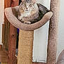 animal, carpet, cat, cat_tree, cozy, curious, ears, feline, floor, fur, home, indoor, looking_at_camera, perch, pet, relaxed, scratching_post, tabby_cat, whiskers, wood