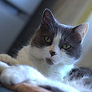 Mireille Carré participe au concours pour gagner de l'argent avec cette photo : cat, gray_and_white, green_eyes, relaxed, indoor, soft_light, woven_surface, close_up, feline, whiskers, pet, domestic_animal, fur, portrait, animal, resting, cute, mammal, calm, household