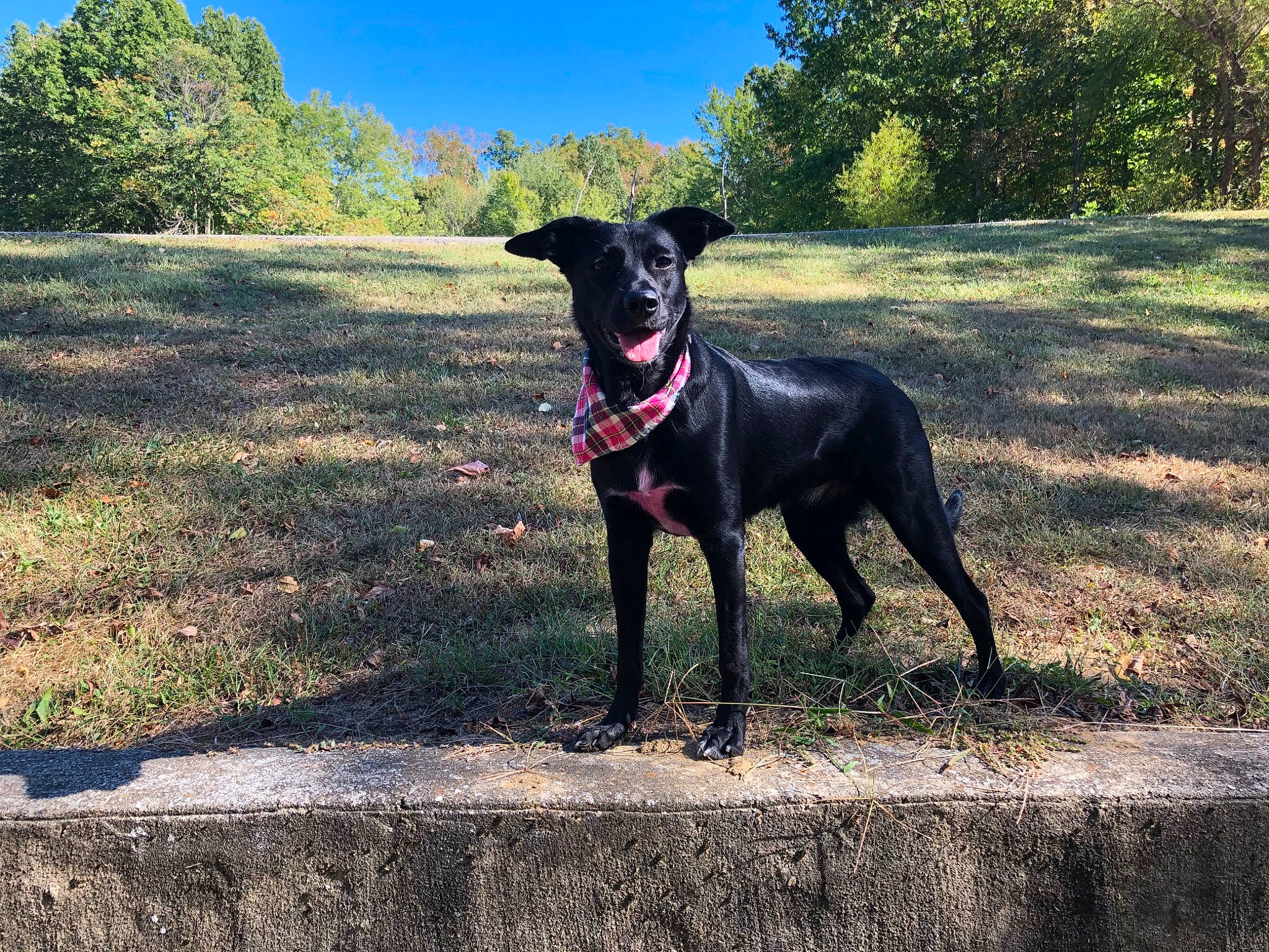 Nala is registered to the contest to win money with this photo: adventure, borador, canidae, carnivore, companion_dog, dog, dog_breed, dog_collar, formosan_mountain_dog, guard_dog, hunting_dog, labrador_retriever, mammal, patterdale_terrier, plant, rare_breed_dog, sky, sporting_group, tail, vertebrate