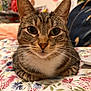 cat, tabby_cat, pet, close_up, portrait, whiskers, ears, bed, floral_bedding, paws, cute, indoor, domestic_animal, fur, nose, green_eyes, relaxed, loaf_pose, striped, bedroom