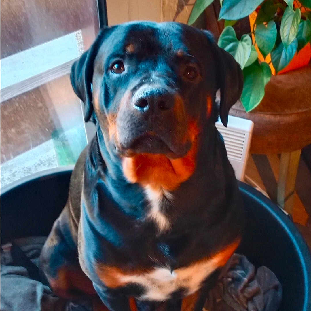 Santi participe au concours pour gagner de l'argent avec cette photo : animal, black, blanket, bone, brown, canine, companion, cozy, dog, dog_bed, domestic, fur, indoor, pet, plant, portrait, rottweiler, shadow, sitting, window