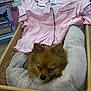 Bookie joined the competition — help win amazing prizes! dog, shopping_basket, pet_bed, pink_pajama_top, store, retail, clothing, soft_texture, brown_fur, small_dog, indoors, shelf, price_tag, furniture, relaxing, animal, cute, resting, fur, fabric
