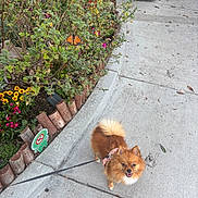 Bookie joined the competition — help win amazing prizes! dog, pomeranian, leash, sidewalk, flower_bed, butterfly, greenery, plants, concrete, urban, pet, happy, small_dog, outdoor, nature, walking, sunlight, bush, colorful_flowers, bare_feet