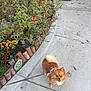 dog, pomeranian, leash, sidewalk, flower_bed, butterfly, greenery, plants, concrete, urban, pet, happy, small_dog, outdoor, nature, walking, sunlight, bush, colorful_flowers, bare_feet