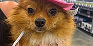 Bookie is registered to the contest to win money with this photo: dog, pomeranian, pet, pink_hat, cowboy_hat, harness, brown_fur, animal, cute, store, shopping_cart, person_hand, indoor, shelf, retail, close_up, adorable, fluffy, face, looking