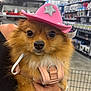 dog, pomeranian, pet, pink_hat, cowboy_hat, harness, brown_fur, animal, cute, store, shopping_cart, person_hand, indoor, shelf, retail, close_up, adorable, fluffy, face, looking