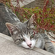 Tigrou a rejoint le concours — aidez-le/la à gagner de superbes lots ! animal, cat, closeup, daylight, ears, eyes, feline, foliage, fur, greenery, grey_cat, nature, nose, outdoor, pet, plants, relaxed, resting, whiskers, white_cat