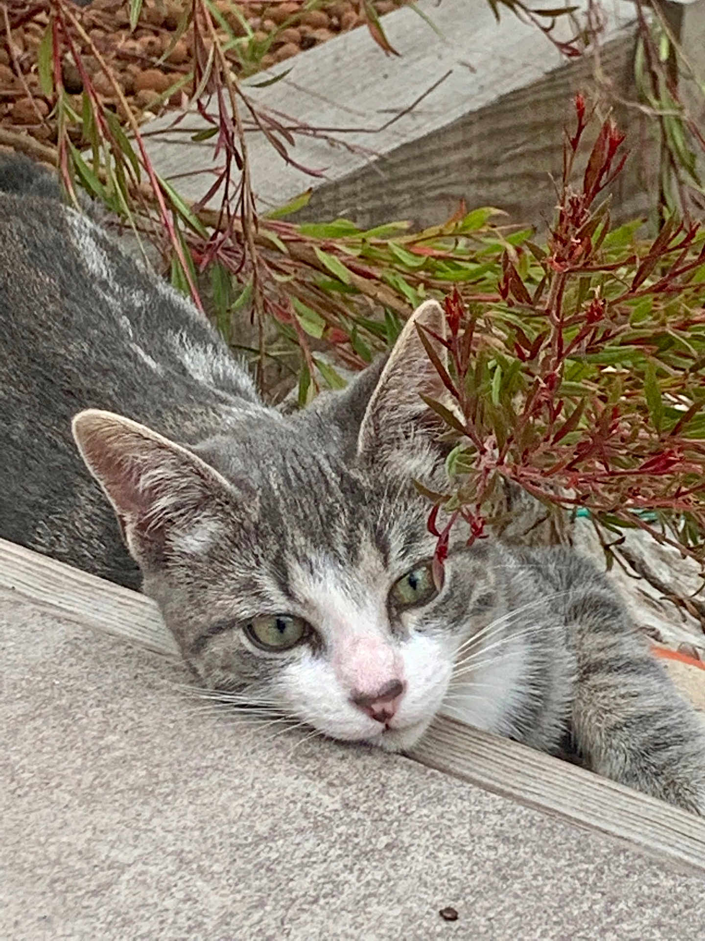 Tigrou
