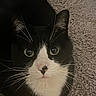 animal, black_and_white, carpet, cat, close_up, curious, cute, domestic_cat, ears, face, feline, fur, green_eyes, indoor, looking_up, pet, portrait, sitting, tuxedo_cat, whiskers
