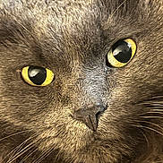 Dax joined the competition — help win amazing prizes! alert, animal, cat, close_up, closeup, curious, cute, domestic_cat, face, feline, fur_texture, gray_fur, indoor, muzzle, nose, pet, portrait, sharp_eyes, whiskers, yellow_eyes