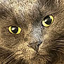 alert, animal, cat, close_up, closeup, curious, cute, domestic_cat, face, feline, fur_texture, gray_fur, indoor, muzzle, nose, pet, portrait, sharp_eyes, whiskers, yellow_eyes