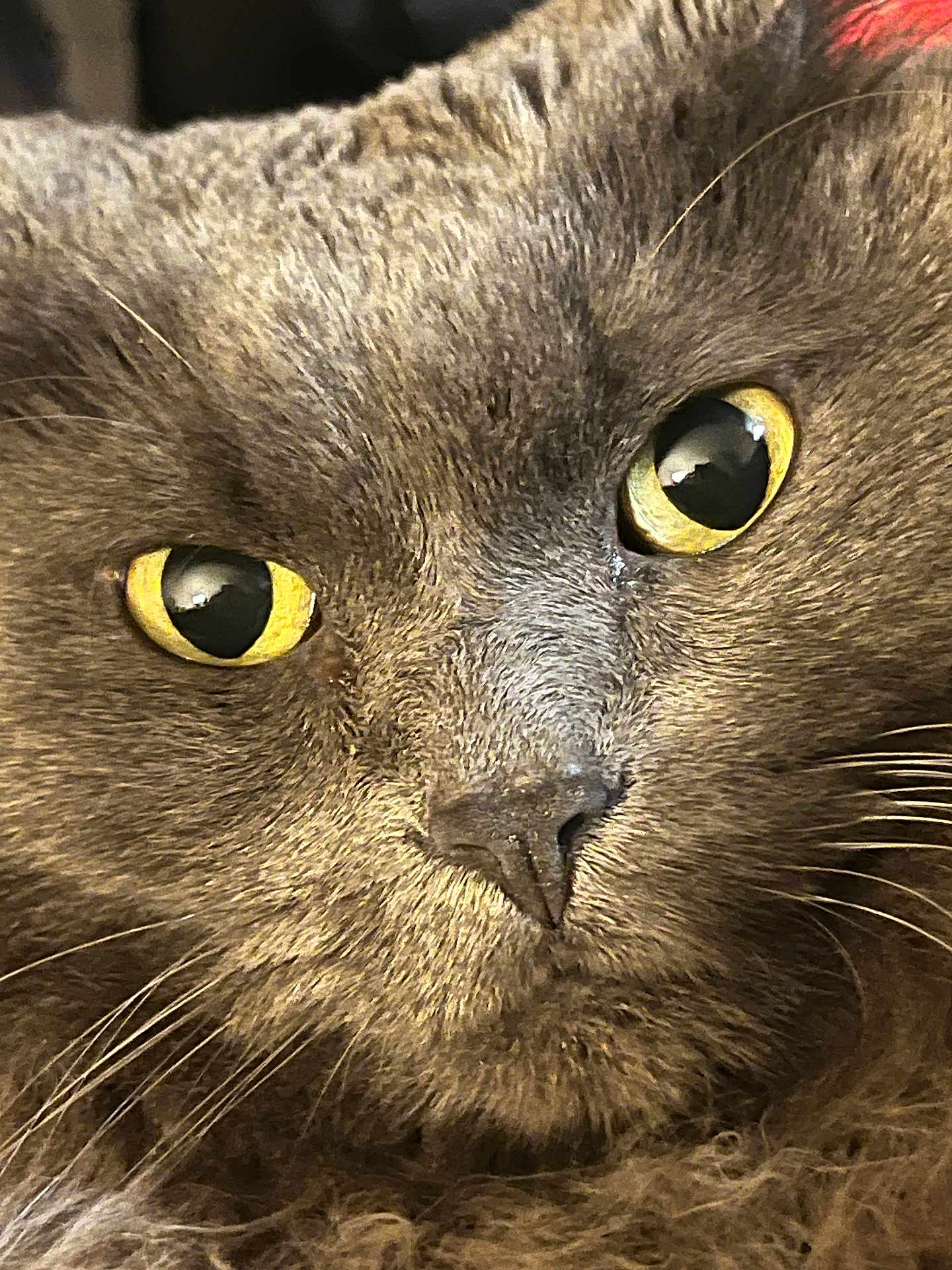 Dax