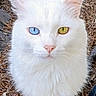 white_cat, cat, heterochromia, blue_eye, yellow_eye, fluffy_fur, pet, animal, outdoor, nature, closeup, portrait, whiskers, ears, nose, eyes, mammal, cute, feline, ground