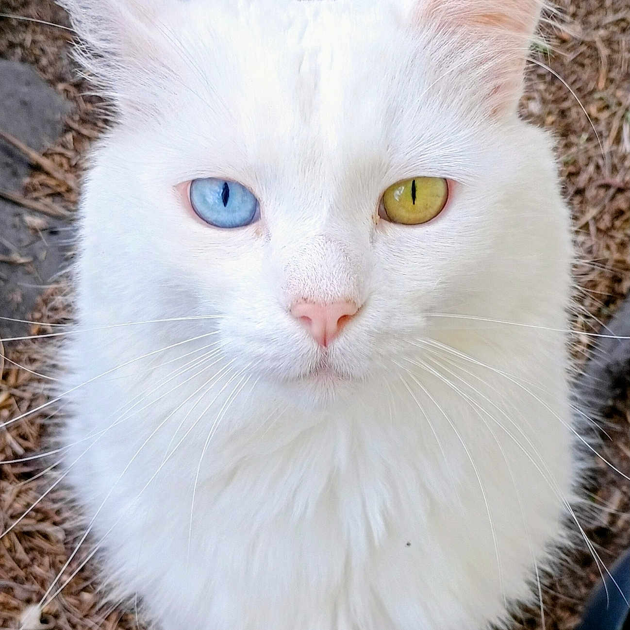 Milo is registered to the contest to win money with this photo: white_cat, cat, heterochromia, blue_eye, yellow_eye, fluffy_fur, pet, animal, outdoor, nature, closeup, portrait, whiskers, ears, nose, eyes, mammal, cute, feline, ground