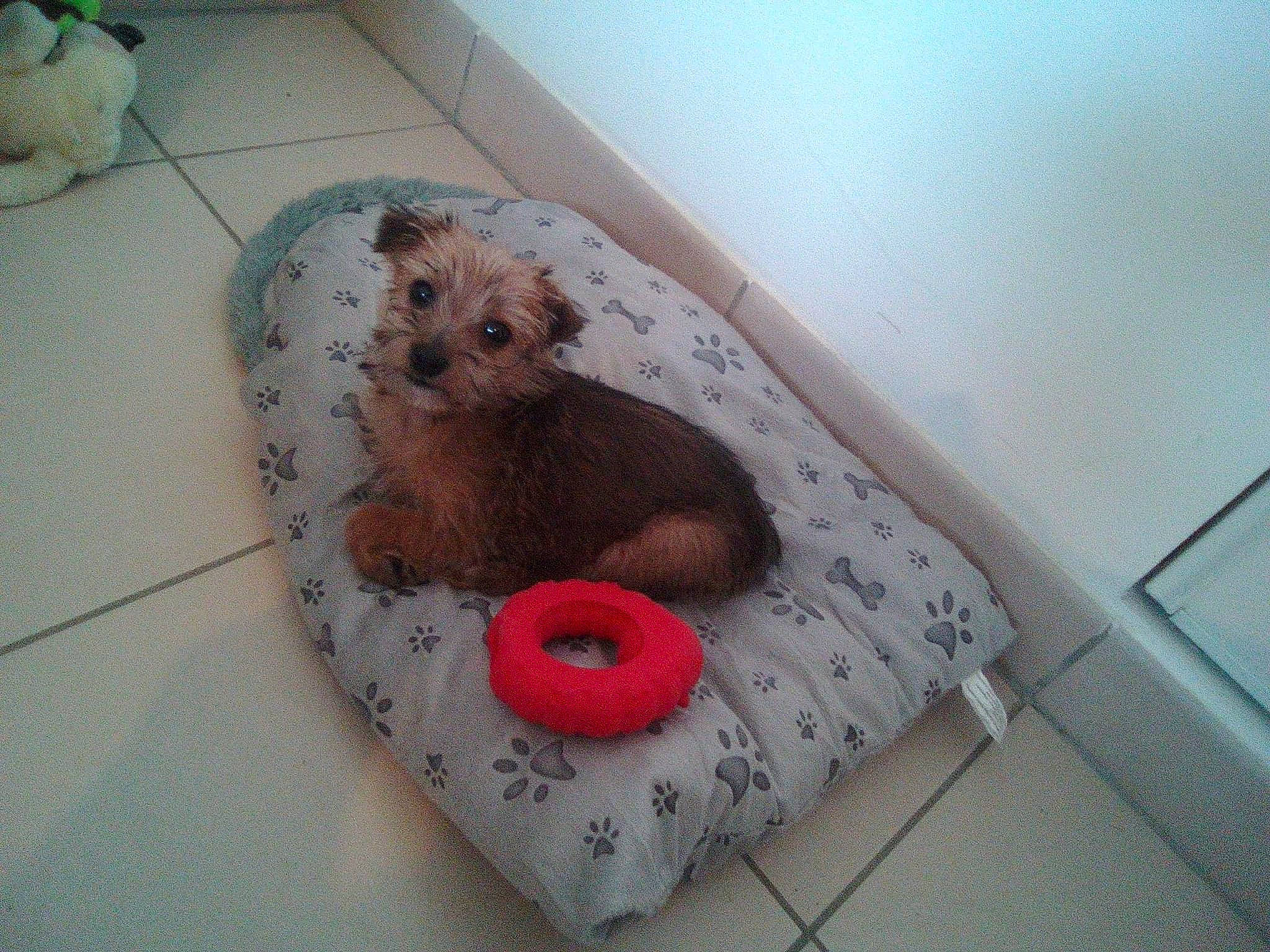 Léna a rejoint le concours — aidez-le/la à gagner de superbes lots ! art, bathing, carnivore, companion_dog, dog_breed, erinaceidae, fawn, flooring, fur, hedgehog, mustelidae, rodent, sloth, snout, stuffed_toy, teddy_bear, terrestrial_animal, toy, toy_dog, whiskers