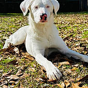 Athena joined the competition — help win amazing prizes! animal, calm, canine, daylight, dog, ears, fur, grass, leaves, lying_down, muzzle, nature, nose, outdoor, paw, pet, quiet, relaxed, sunlight, white_dog