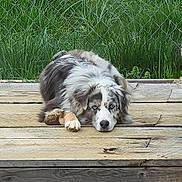Gunner joined the competition — help win amazing prizes! dog, australian_shepherd, blue_eyes, wooden_platform, fence, grass, outdoor, pet, canine, lying_down, resting, fur, ears, nose, paw, nature, animal, portrait, quiet, calm