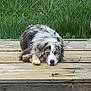 dog, australian_shepherd, blue_eyes, wooden_platform, fence, grass, outdoor, pet, canine, lying_down, resting, fur, ears, nose, paw, nature, animal, portrait, quiet, calm