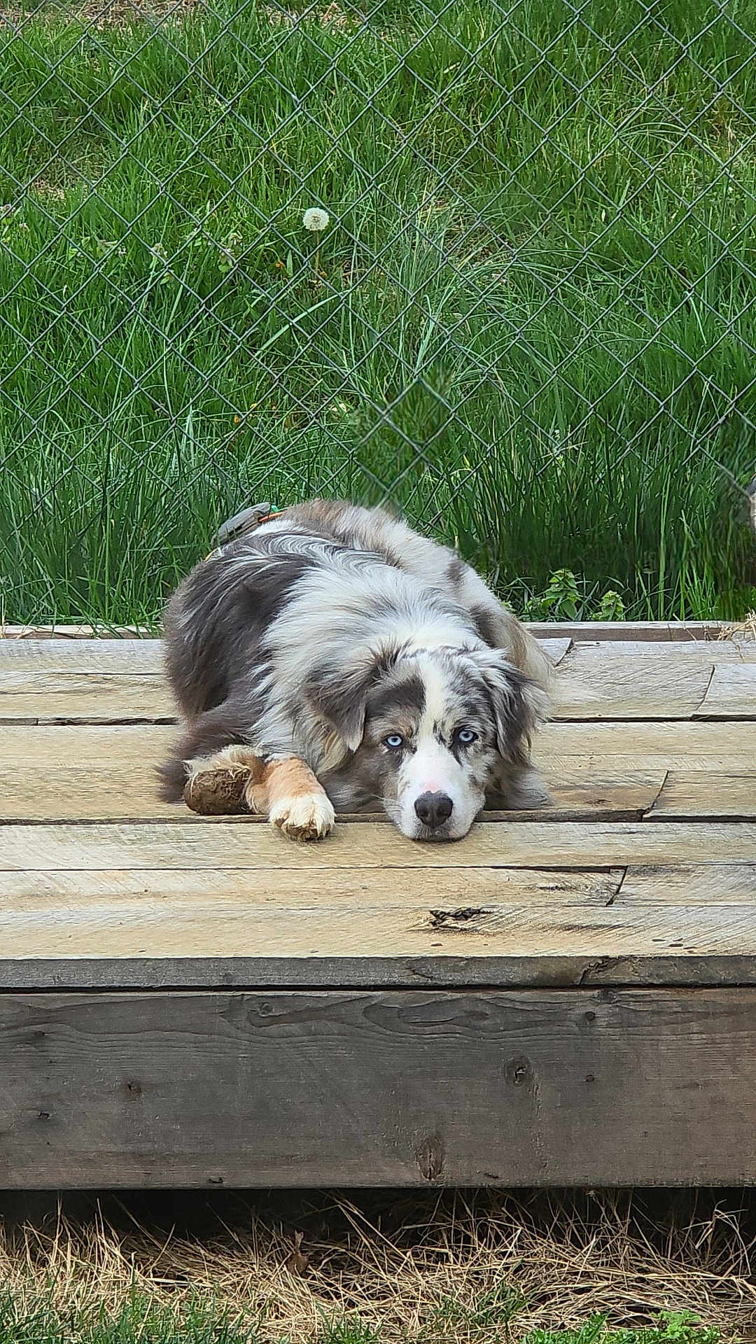 Gunner joined the competition — help win amazing prizes! dog, australian_shepherd, blue_eyes, wooden_platform, fence, grass, outdoor, pet, canine, lying_down, resting, fur, ears, nose, paw, nature, animal, portrait, quiet, calm