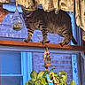 Sugar is registered to the contest to win money with this photo: cat, tabby, curtains, window, potted_plant, greenery, wooden_manikin, hanging_terrarium, lantern, indoor, brick_wall, plant_pot, decor, curiosity, animal, pet, feline, balancing, sunlight, home