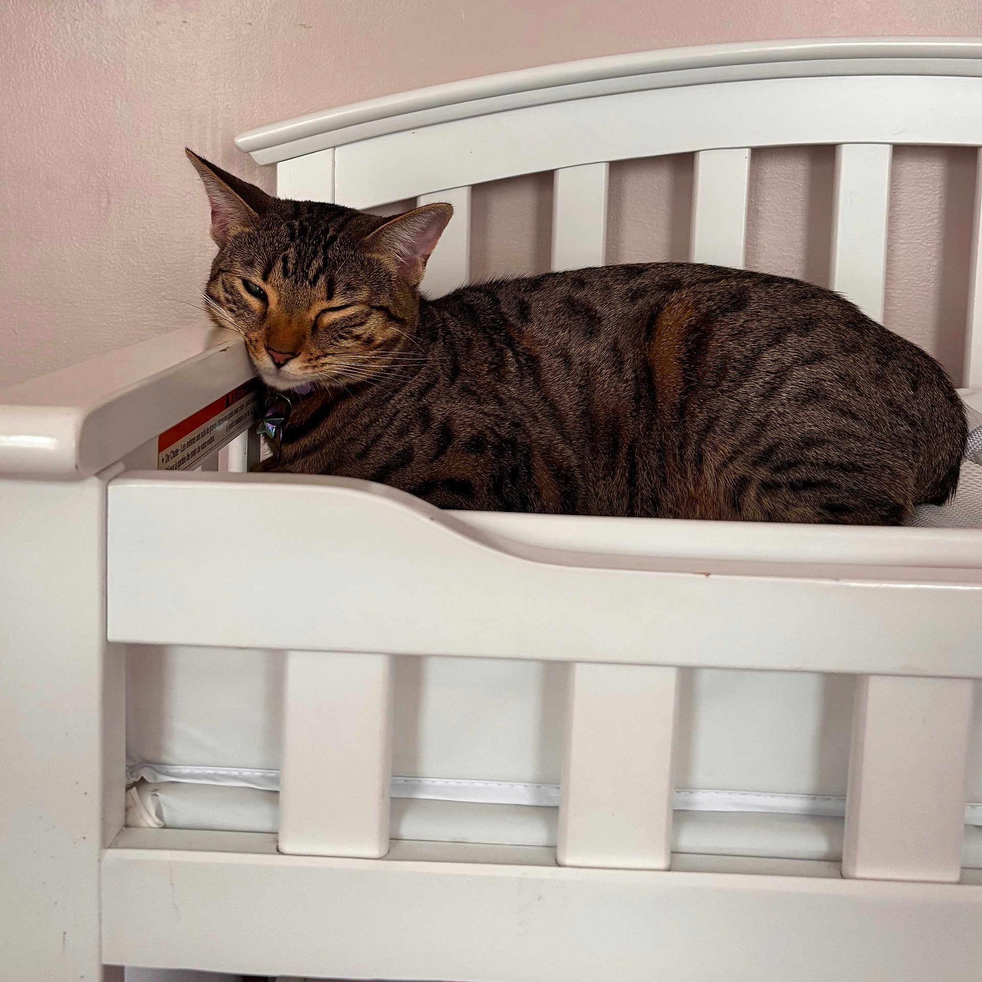 Sugar is registered to the contest to win money with this photo: cat, tabby_cat, pet, sleeping, winking, crib, white_furniture, indoor, wall, resting, animal, fur, striped, cute, relaxed, cozy, domestic_cat, one_eye_closed, feline, home