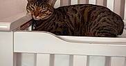 Sugar is registered to the contest to win money with this photo: cat, tabby, pet, animal, feline, sleepy, winking, crib, nursery, white_furniture, indoor, relaxed, resting, striped_fur, pink_wall, collar, closeup, cute, domestic_animal, home
