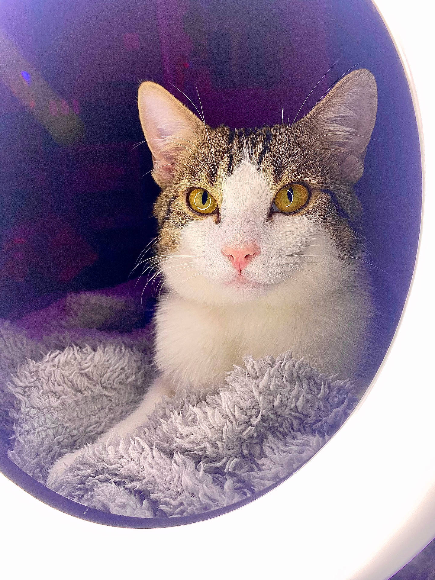 Ulyss participe au concours pour gagner de l'argent avec cette photo : abyssinian, angora, animal, art, blanket, cat, fisheye, kitten, laundry, manx, person, pet, photography, porcelain, pottery, purple, siamese, towel