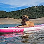 dog, paddleboard, water, lake, forest, trees, sky, outdoor, animal, relaxing, sunny, calm, nature, canine, summer, floating, vacation, pets, landscape, scenic