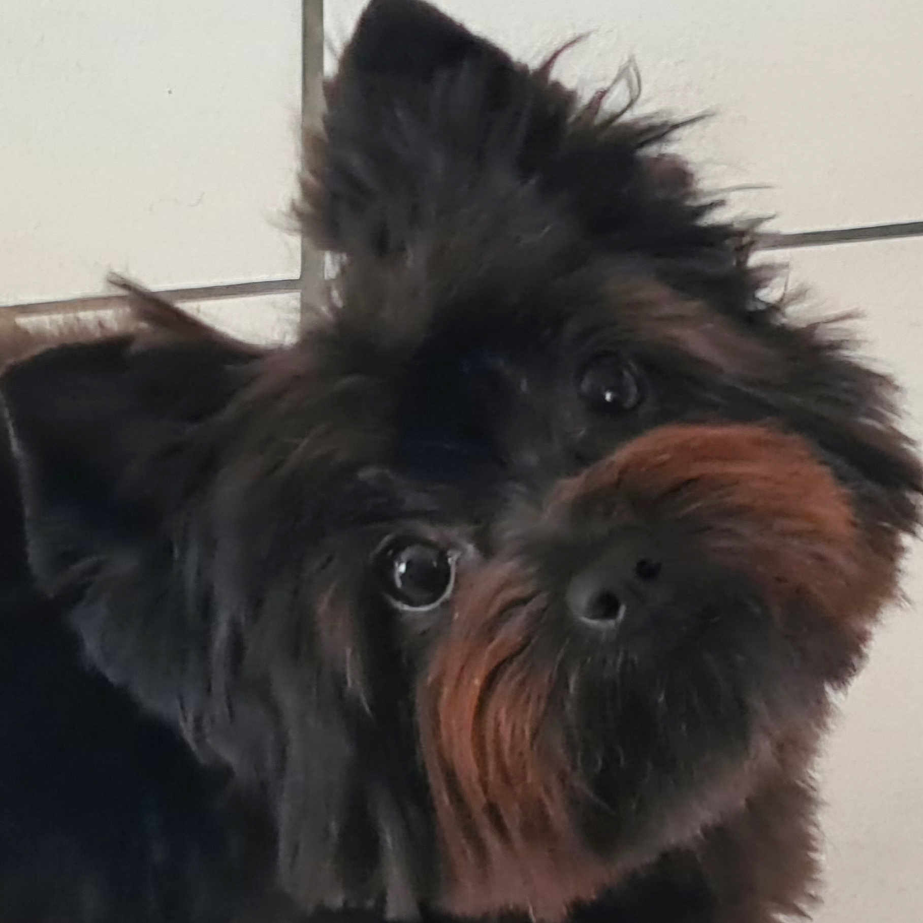 Tobby a rejoint le concours — aidez-le/la à gagner de superbes lots ! dog, pet, close_up, black_fur, brown_fur, curious, head_tilt, indoor, tile_floor, animal, canine, fluffy, portrait, face, ears, fur, cute, domestic_animal, friendly, companion