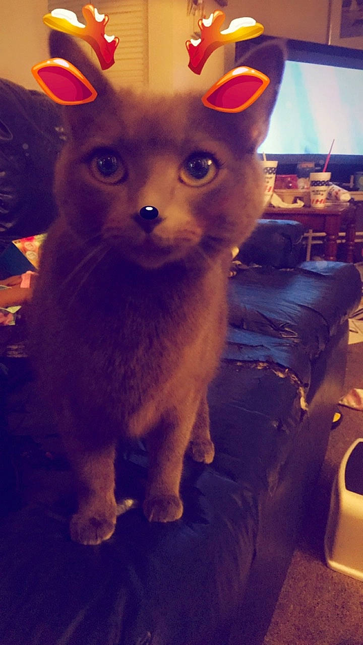 Smokey is registered to the contest to win money with this photo: carnivore, cat, couch, felidae, fur, kitten, living_room, small_to_medium_sized_cats, snout, television, toy_dog, vertebrate, whiskers