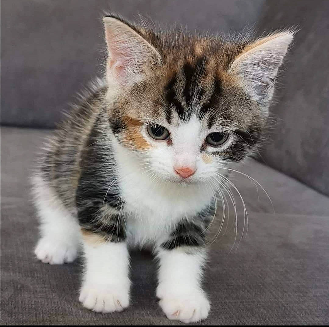 Miley is registered to the contest to win money with this photo: aegean_cat, american_shorthair, american_wirehair, asian, carnivore, cat, domestic_short_haired_cat, dragon_li, european_shorthair, felidae, kitten, mammal, munchkin, ojos_azules, polydactyl_cat, small_to_medium_sized_cats, snout, tabby_cat, vertebrate, whiskers