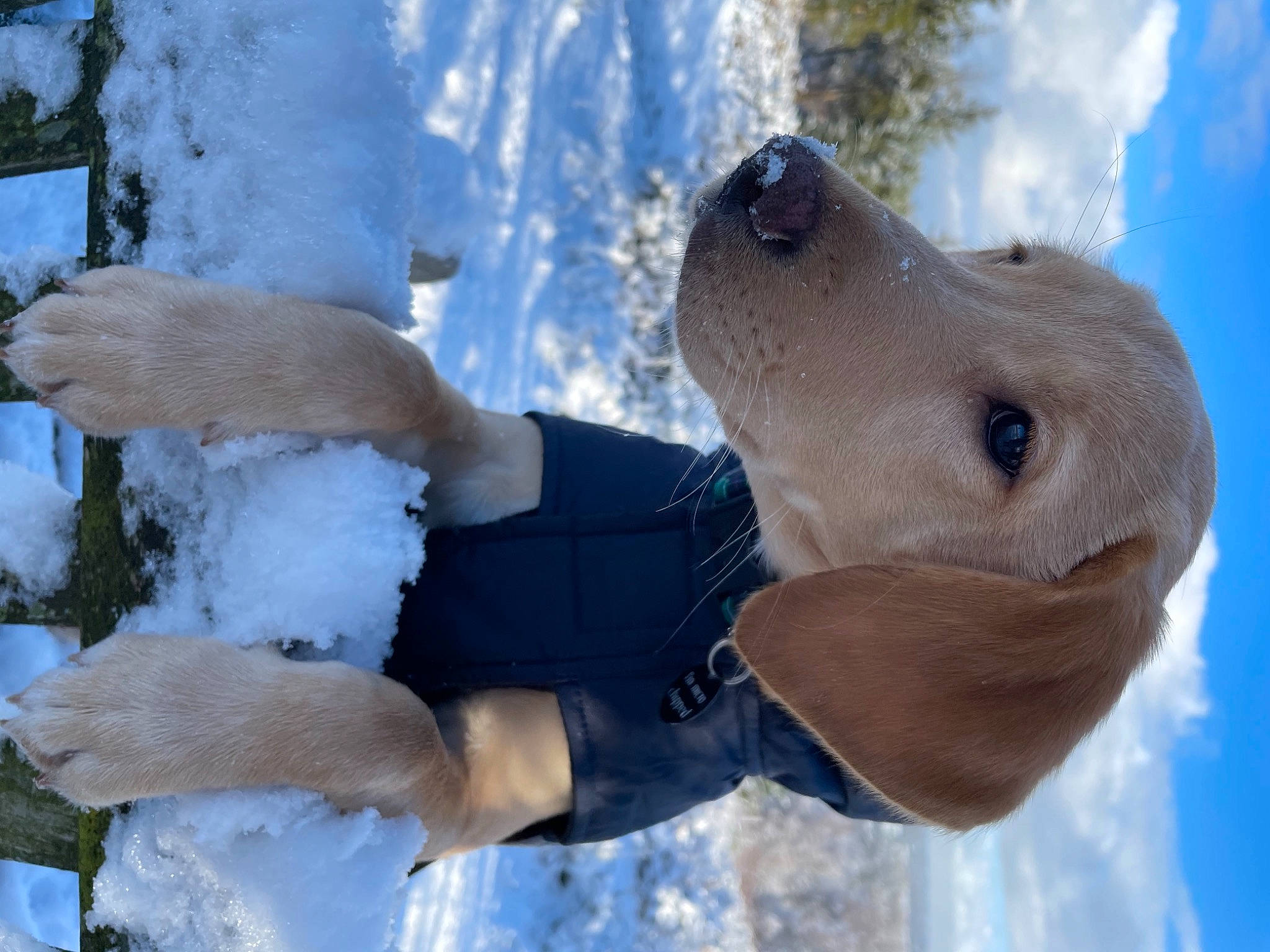 Hurley joined the competition — help win amazing prizes! adventure, cloud, companion_dog, dog, dog_breed, electric_blue, fawn, freezing, happy, leisure, playing_in_the_snow, precipitation, recreation, sky, snow, toy, tree, water, winter, working_animal