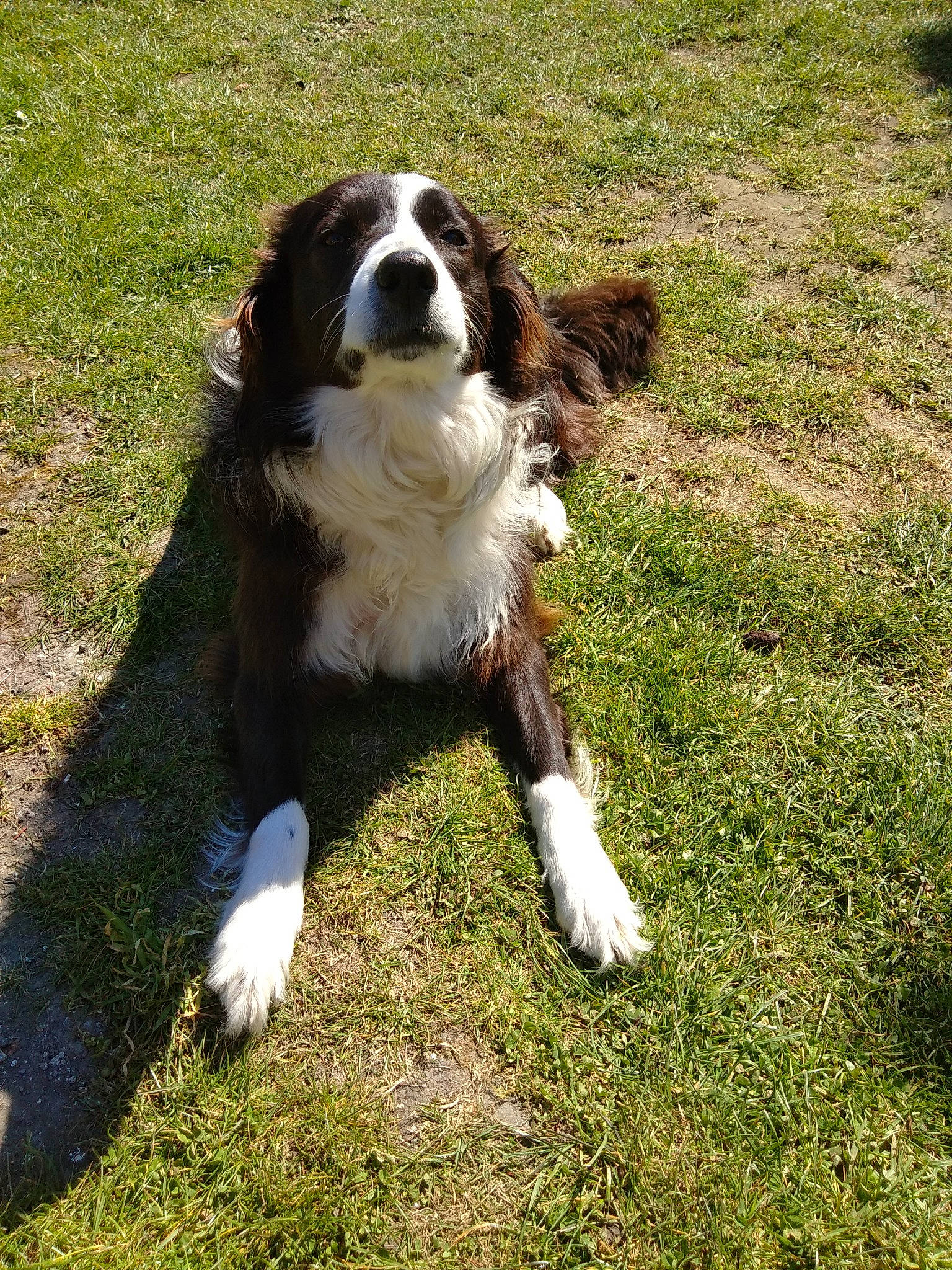 Inky a rejoint le concours — aidez-le/la à gagner de superbes lots ! australian_collie, border_collie, canidae, carnivore, companion_dog, dog, dog_breed, drentse_patrijshond, english_shepherd, english_springer_spaniel, french_spaniel, grass, herding_dog, mammal, rare_breed_dog, spaniel, sporting_group, vertebrate, welsh_sheepdog, working_dog