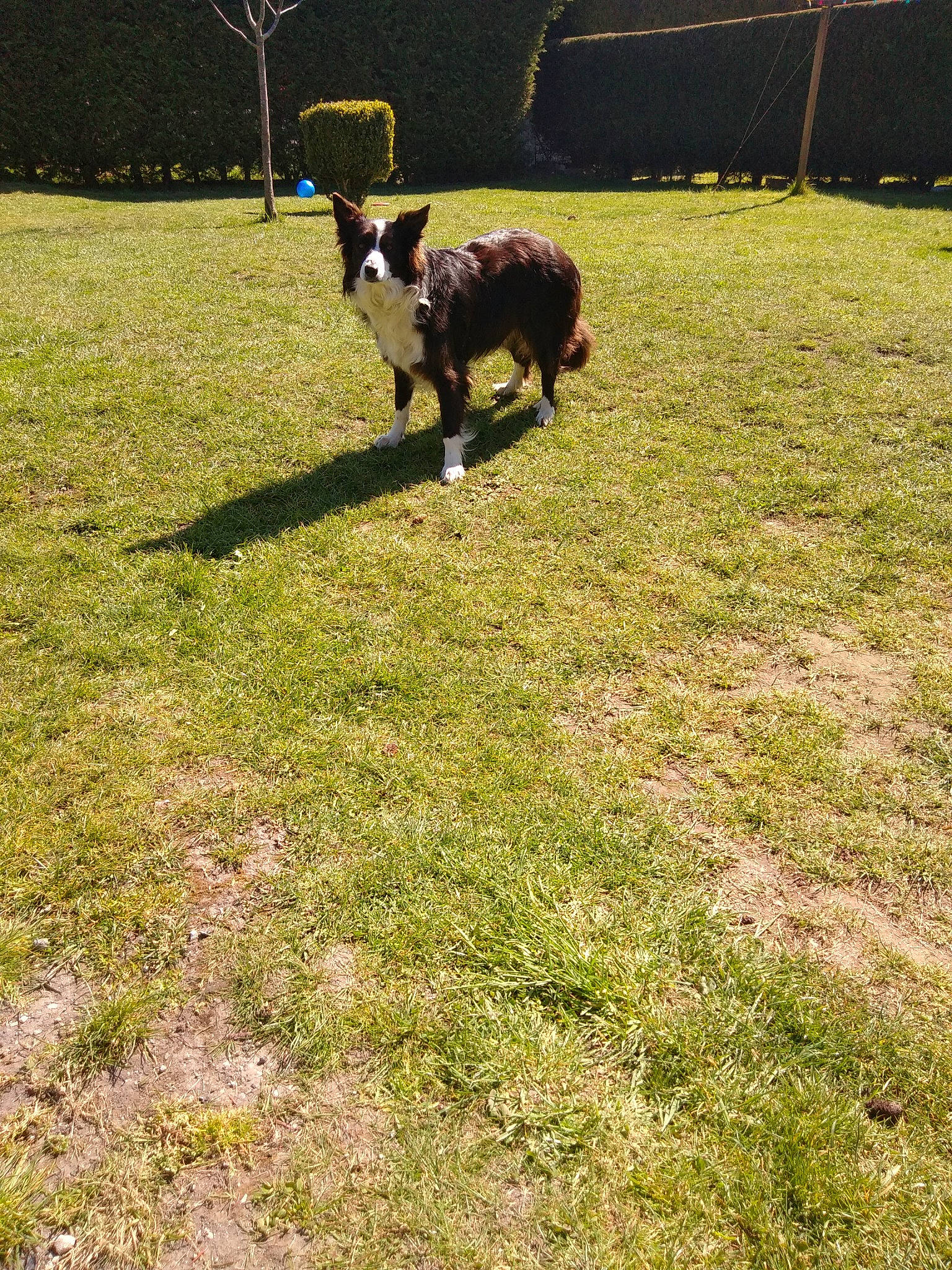 Inky participe au concours pour gagner de l'argent avec cette photo : australian_kelpie, border_collie, boston_terrier, canidae, carnivore, dog, dog_breed, grass, lawn, pasture, sporting_group, tail