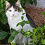 cat, white_cat, gray_cat, animal, pet, outdoor, greenery, plants, leaves, flowers, garden, nature, sitting, curious, feline, fur, whiskers, eyes, pink_nose, quiet