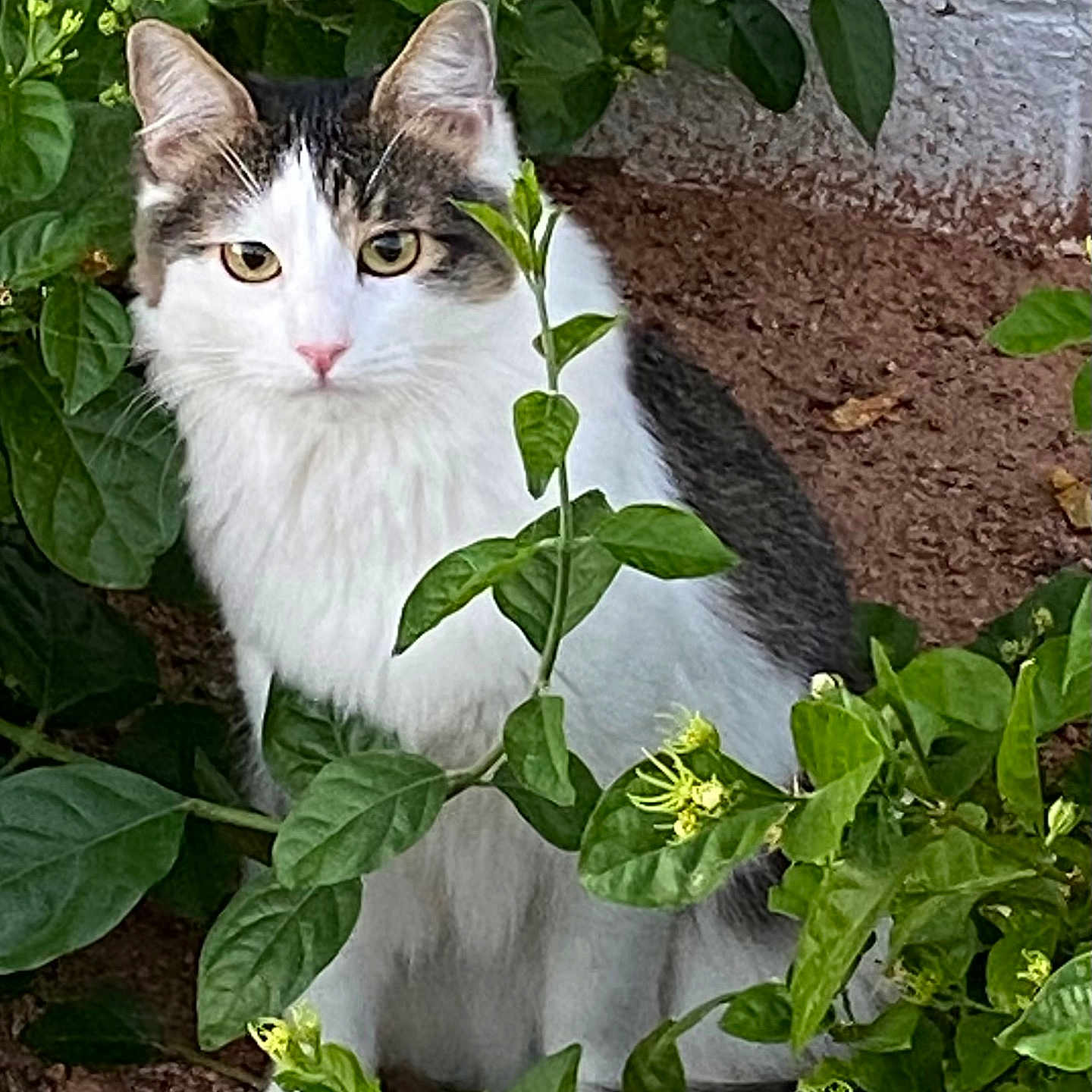 Max joined the competition — help win amazing prizes! animal, cat, curious, eyes, feline, flowers, fur, garden, gray_cat, greenery, leaves, nature, outdoor, pet, pink_nose, plants, quiet, sitting, whiskers, white_cat