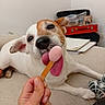 animal, beige, brown, casual, closeup, couch, cute, dog, frozen_treat, furniture, hand, indoor, licking, living_room, pet, playing, relaxing, tattoo, tongue, white