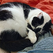 Shanna a rejoint le concours — aidez-le/la à gagner de superbes lots ! animal, black_and_white, blanket, cat, comfort, couch, cozy, curled_up, domestic_cat, feline, fur, home, indoor, nap, pet, relaxing, resting, sleeping, textured, towel