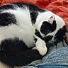 animal, black_and_white, blanket, cat, comfort, couch, cozy, curled_up, domestic_cat, feline, fur, home, indoor, nap, pet, relaxing, resting, sleeping, textured, towel