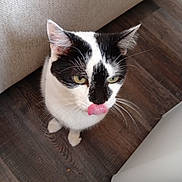 Shanna a rejoint le concours — aidez-le/la à gagner de superbes lots ! cat, black_and_white, tongue_out, indoor, wooden_floor, couch, pet, whiskers, fur, animal, cute, playful, looking_up, domestic_cat, mammal, ears, eyes, nose, sitting, close_up