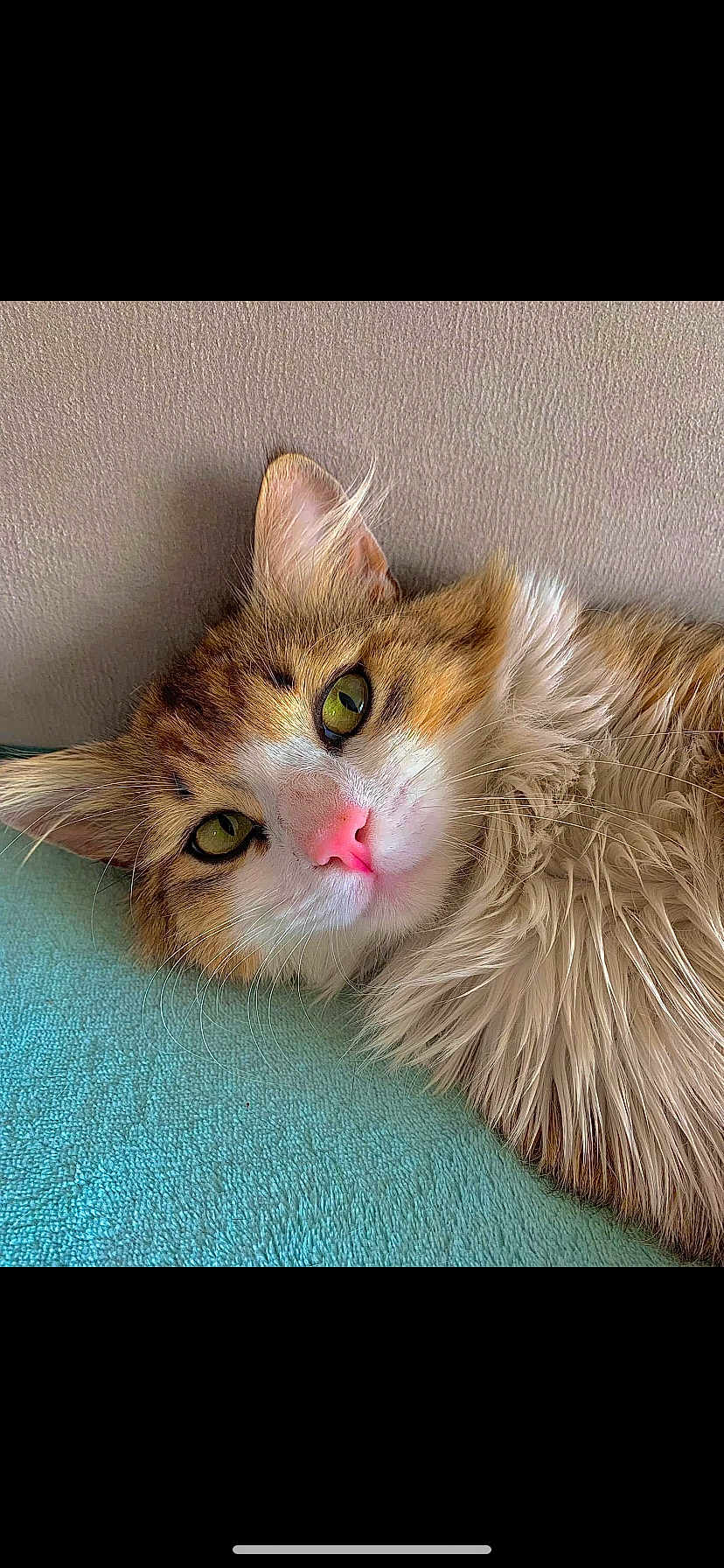 Brigand a rejoint le concours — aidez-le/la à gagner de superbes lots ! cat, fluffy, close_up, green_eyes, pink_nose, white_fur, brown_fur, lying_down, indoor, pet, cute, relaxed, whiskers, soft_texture, teal_surface, beige_wall, portrait, animal, feline, domestic_cat