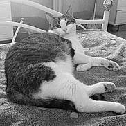 Pacha participe au concours pour gagner de l'argent avec cette photo : cat, animal, pet, bed, blanket, furniture, indoor, relaxed, looking, cozy, texture, white, gray, striped, paw, face, ears, resting, domestic, cute