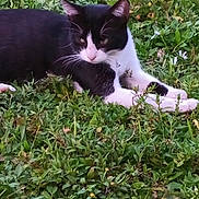 Binks joined the competition — help win amazing prizes! animal, black_and_white, cat, close_up, daylight, ears, flora, fur, grass, greenery, leaf, lying_down, nature, outdoor, paws, pet, plant, relaxed, resting, whiskers