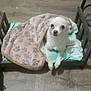 Melanie is registered to the contest to win money with this photo: dog, blanket, paw_print, bed, wooden_floor, small_dog, white_dog, indoor, pet, cozy, cute, resting, furniture, animal, companion, domestic, flooring, relaxed, home, person