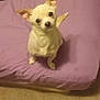 Melanie joined the competition — help win amazing prizes! dog, chihuahua, small_dog, bed, purple_bedspread, carpet, indoor, pet, animal, cute, looking_up, ears_up, fur, canine, domestic_animal, companion, sitting, light_color, room, cozy