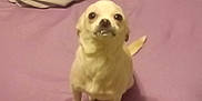 Melanie joined the competition — help win amazing prizes! dog, small_dog, white_dog, bed, bedspread, purple_bedspread, blanket, carpet, indoor, pet, looking_up, cute, animal, canine, fur, sitting, floor, room, domestic, companion