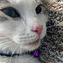 cat, close_up, fur, whiskers, pink_nose, purple_bell, collar, pet, animal, face, texture, carpet, indoor, soft_focus, cute, feline, domestic_animal, relaxing, resting