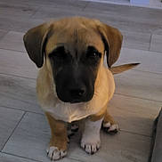 Ripp is registered to the contest to win money with this photo: adorable, animal, brown_fur, canine, closeup, companion, cute, dog, domestic_animal, ears, floor, indoor, looking, pet, puppy, sitting, tail, white_paws, wooden_floor, young